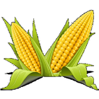 CORNnect3 icon