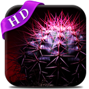 Cactus Live Wallpaper APK