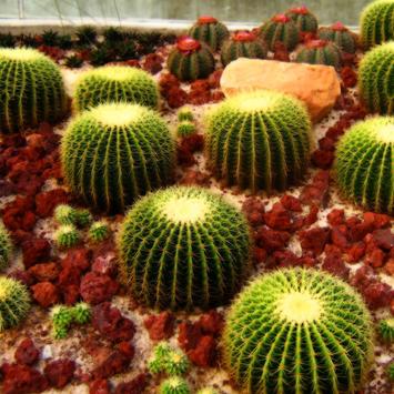 63 Gambar  Wallpaper Kaktus  Full HD