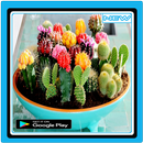 APK Cactus Plant Design