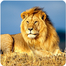 Lion Adventures APK