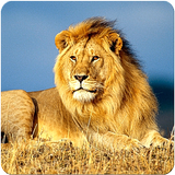 Lion Adventures আইকন