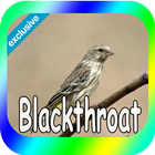 Canaries Blackthroat icono