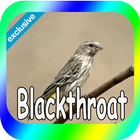 Canaries Blackthroat ikona
