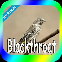 Poster Canaries Blackthroat