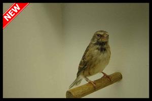 برنامه‌نما Canaries Blackthroat عکس از صفحه