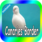 Best Canaries Roller icône