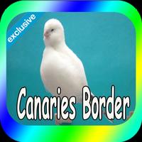 Best Canaries Roller Affiche