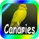 Best Canaries Singing Mp3 biểu tượng