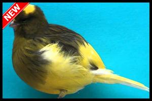 Best Canaries Singing Mp3 스크린샷 3
