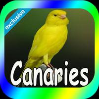 Poster Best Canaries Singing Mp3