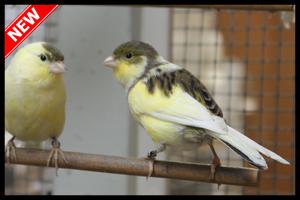 Best Canaries Singing Mp3 ảnh chụp màn hình 1