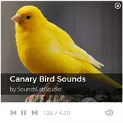 Canary Bird Sounds