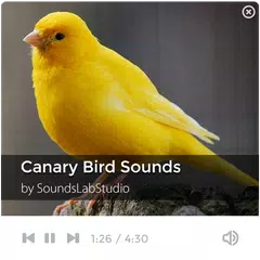 Canary Bird Sounds アプリダウンロード