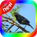 Canto Tiziu APK