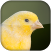 Canary Bird Sounds