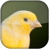 Canary Bird Sounds icon