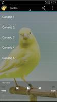 Canary Bird Sounds poster