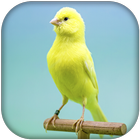 Canary Bird Sounds & Singing icon