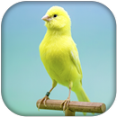 canari chant APK