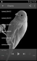 Canary Bird Sounds & Singing poster