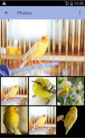 Canary Bird Sounds & Singing screenshot 1
