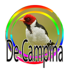 آیکون‌ Galo de Campina - Canto de Açoite