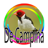 Galo de Campina - Canto de Açoite icône