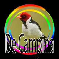 Galo de Campina - Canto de Açoite 포스터