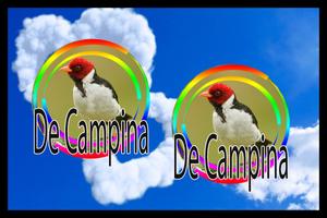 Galo de Campina - Canto de Açoite capture d'écran 1