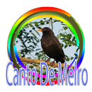 Canto Melro - Pássaro Preto APK