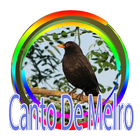 Canto Melro - Pássaro Preto-icoon