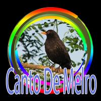 Canto Melro - Pássaro Preto-poster