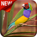 Canto De Diamante Gould APK