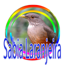 CANTO MATEIRO DO SABIÁ LARANJEIRA APK