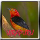 Canto de Uirapuru verdadeiro APK