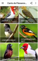 Canto de Pássaros Brasileiros capture d'écran 1