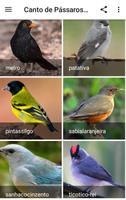 Canto de Pássaros Brasileiros imagem de tela 2