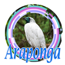 Canto Araponga Passaros Mp3 APK