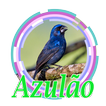 CANTO PIADO DE AZULÃO FÊMEA
