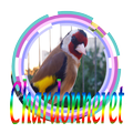 Cantos de Chardonneret Mp3