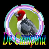 Cantos de Galo de Campina Mp3 โปสเตอร์