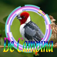 Cantos de Galo de Campina Mp3 स्क्रीनशॉट 1