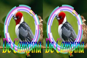 Cantos de Galo de Campina Mp3 स्क्रीनशॉट 2