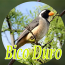 CANTO BICO DURO FÚRIA CRIADOR BATUQUEIRO APK