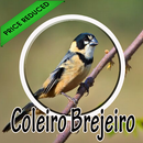 Cantos Coleiro De Brejeiro APK