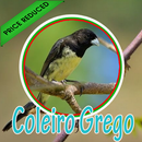 Cantos Da Coleiro Grego Complete APK