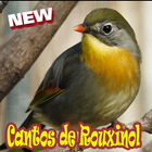 Cantos De Rouxinol Amazone Brasilo Mp3 icône