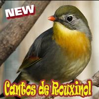 Cantos De Rouxinol Amazone Brasilo Mp3 Cartaz