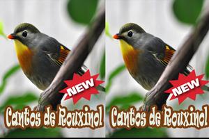 Cantos De Rouxinol Amazone Brasilo Mp3 স্ক্রিনশট 1
